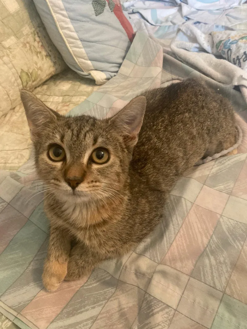 A young medium-sized female Domestic Short Hair cat named Ghillies for adoption in Satellite Beach, FL