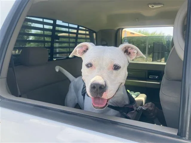 An adult large-sized female American Staffordshire Terrier dog named Daisy for adoption in San Antonio, TX