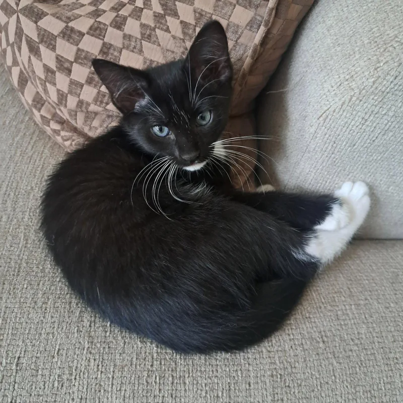 A young medium-sized female Black & White / Tuxedo Domestic Short Hair cat named Mittens for adoption in Pompano Beach, FL