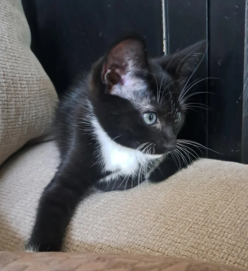 Mittens thumbnail 2
