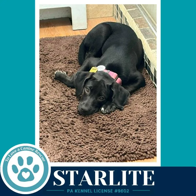 A baby medium-sized female Tricolor (Brown, Black, & White) Labrador Retriever dog named Starlite for adoption in Kimberton, PA