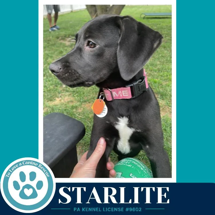 Starlite thumbnail 2