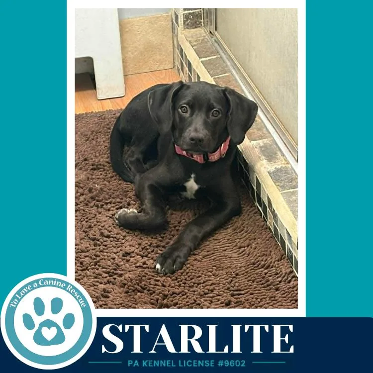 Starlite thumbnail 3