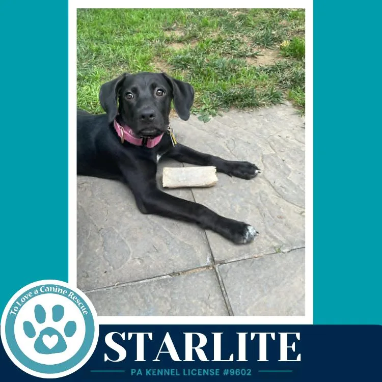 Starlite thumbnail 4