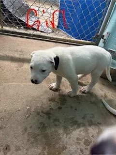 A baby small-sized female Mixed Breed dog named Patches for adoption in Lafayette, TN