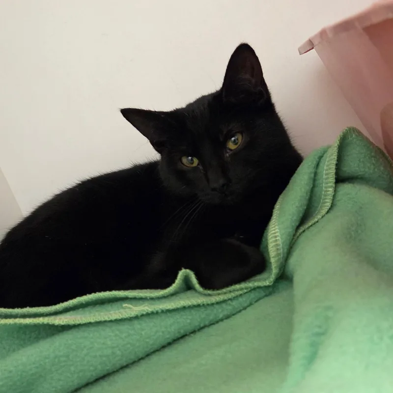 A young medium-sized female Black Domestic Short Hair cat named Marceline for adoption in Hillsboro, MO