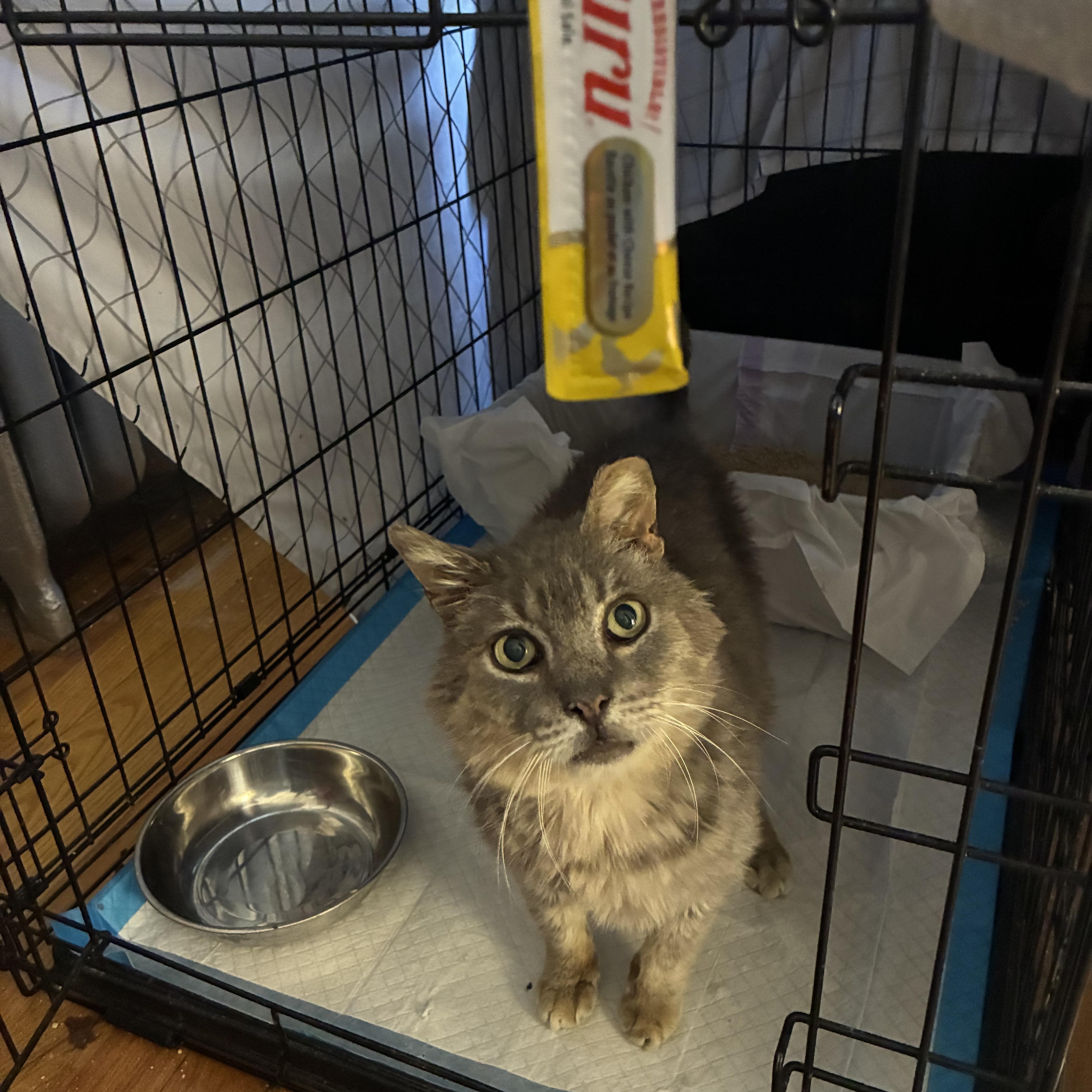 Frazzles Gato thumbnail 2