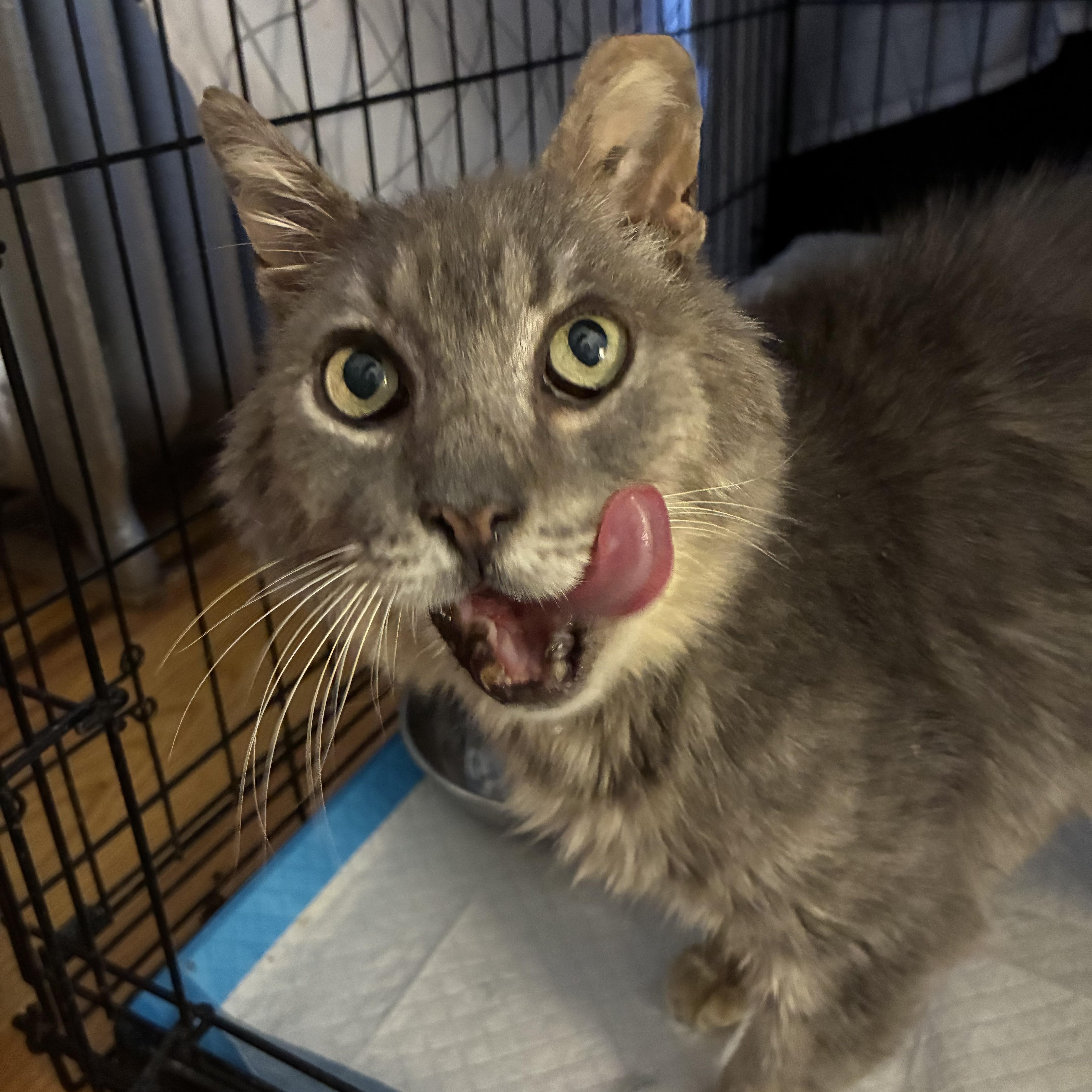 Frazzles Gato thumbnail 3