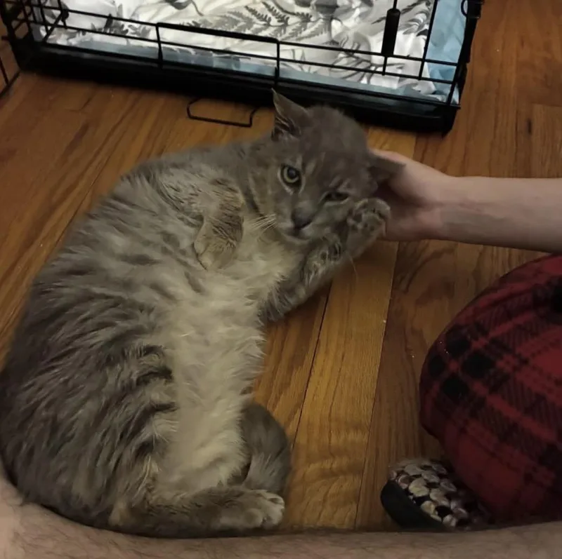 A senior medium-sized male Tabby (Gray / Blue / Silver) Domestic Short Hair cat named Frazzles Gato for adoption in Brooklyn, NY