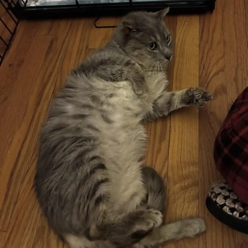 Frazzles Gato thumbnail 4