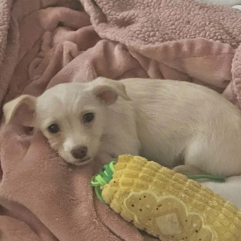 A baby small-sized female Apricot / Beige Chihuahua dog named Poppy for adoption in Floresville, TX