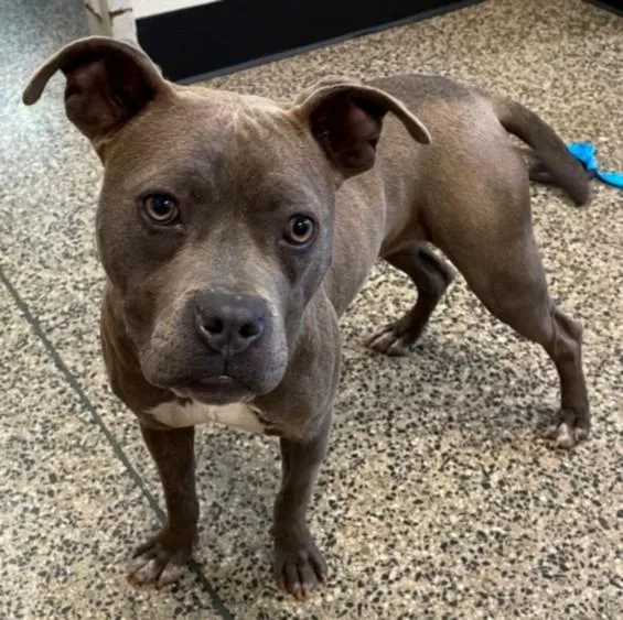 A young small-sized female Pit Bull Terrier dog named Laurel for adoption in Tracy, CA