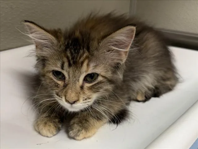 A baby small-sized female Domestic Long Hair cat named Leia for adoption in Tracy, CA
