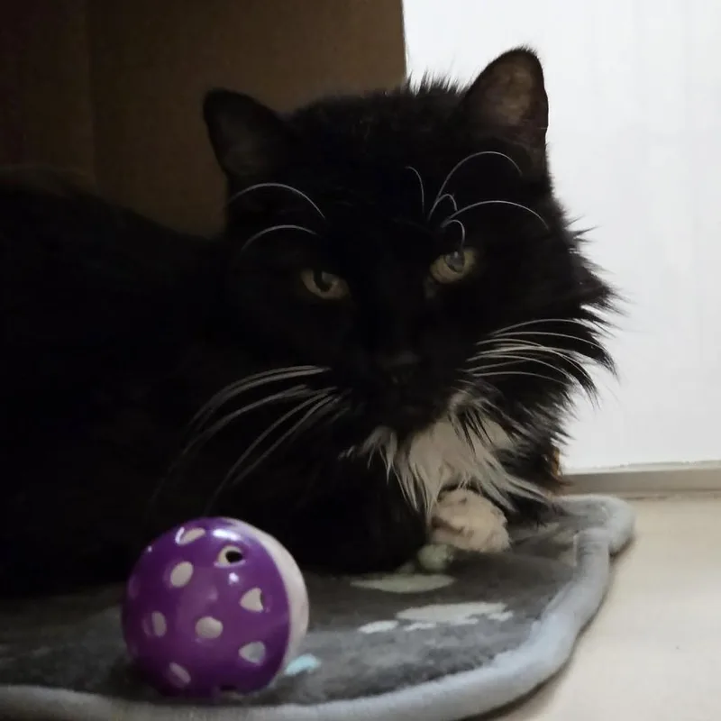 A senior medium-sized female Black Domestic Medium Hair cat named Lola for adoption in Ballston Spa, NY