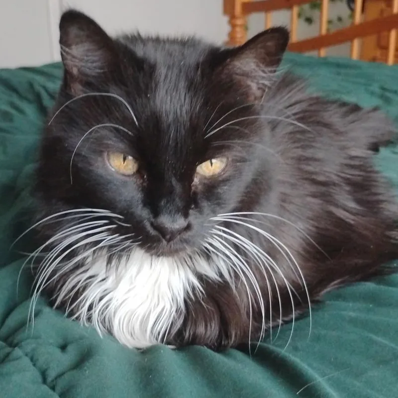 Lola thumbnail 2