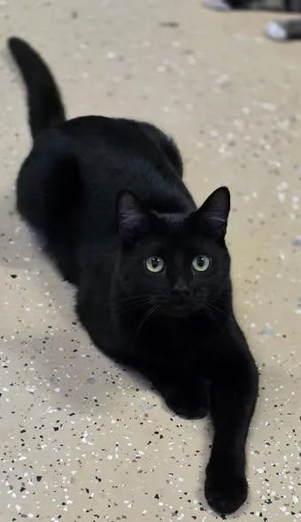 A young medium-sized male Black Domestic Short Hair cat named Ryan for adoption in Wilmington, NC