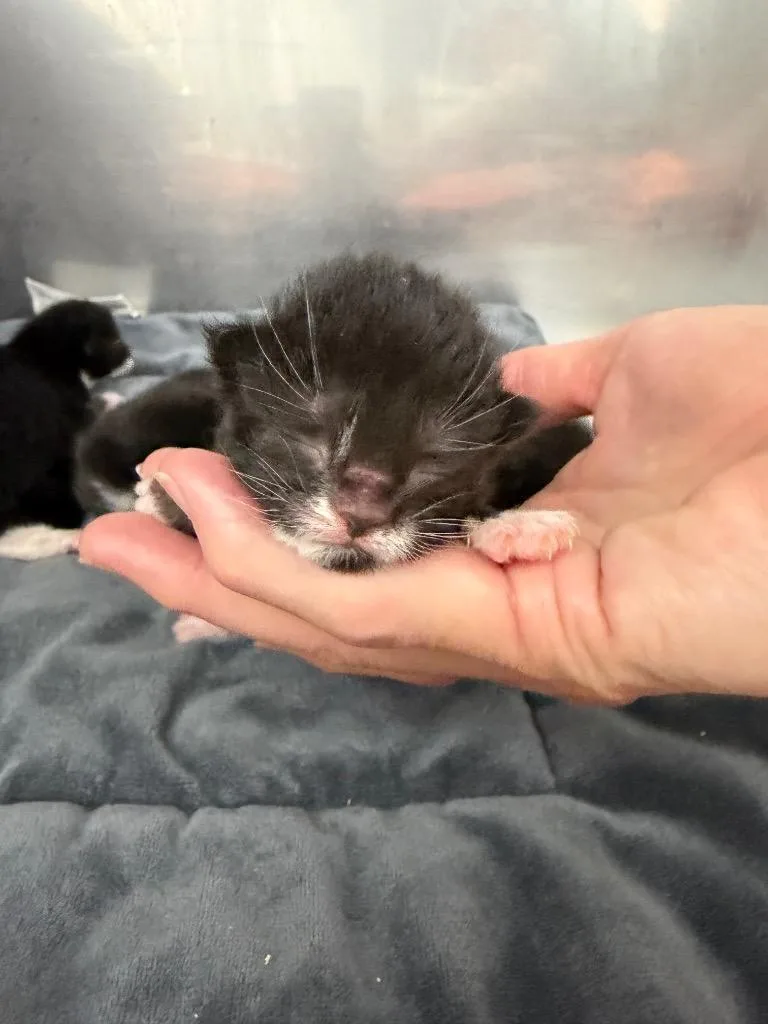 A baby extra large-sized female Domestic Short Hair cat named Veda for adoption in Glenfield, NY