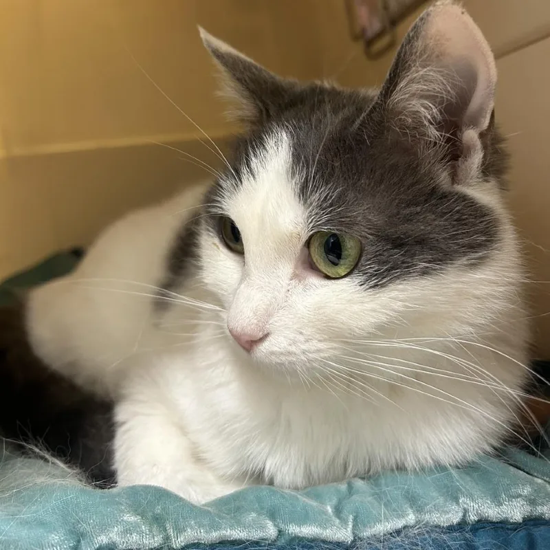 A young medium-sized female White Domestic Short Hair cat named Dolly for adoption in Sonoma, CA