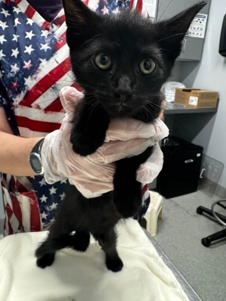 A young medium-sized male Domestic Short Hair cat named James for adoption in Bloomington, IN