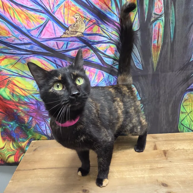 An adult small-sized female Tortoiseshell Domestic Short Hair cat named Rhys for adoption in Normal, IL