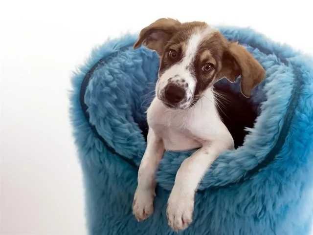 A baby medium-sized male Labrador Retriever dog named Frank for adoption in Fort Lauderdale, FL