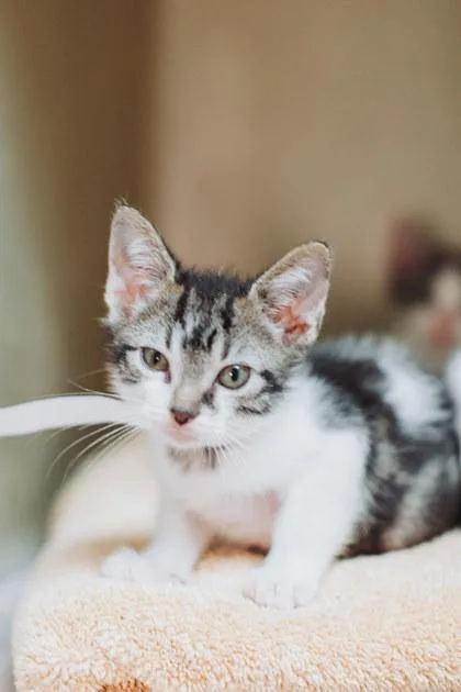 A young small-sized male Domestic Short Hair cat named A Strawberry Concrete for adoption in North Charleston, SC
