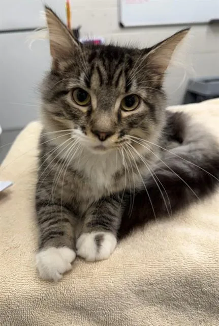 A young small-sized male Domestic Long Hair cat named Sorrel for adoption in Peoria, IL