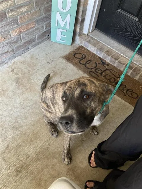 An adult large-sized female Mixed Breed dog named Emmy for adoption in Dallas, TX