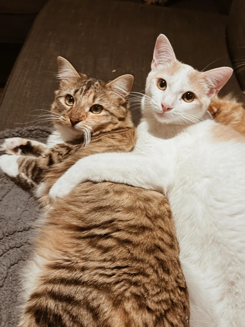 A young medium-sized female Tabby (Buff / Tan / Fawn) Domestic Medium Hair cat named Valentina & Texas Pete for adoption in Avondale Estates, GA