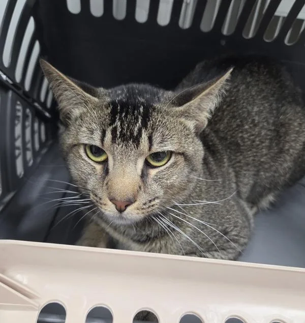An adult small-sized male Domestic Short Hair cat named Pen c Ivan for adoption in Lawrenceville, GA