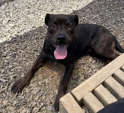 Big Dog
