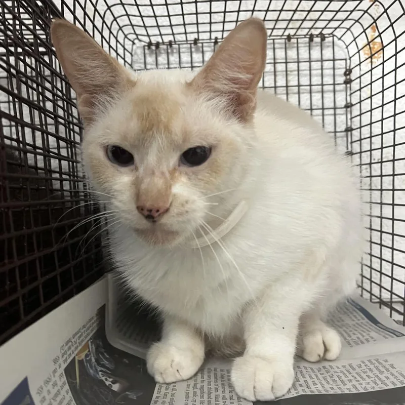 An adult medium-sized female White Domestic Short Hair cat named Meowchu Picchu for adoption in Edinburg, TX