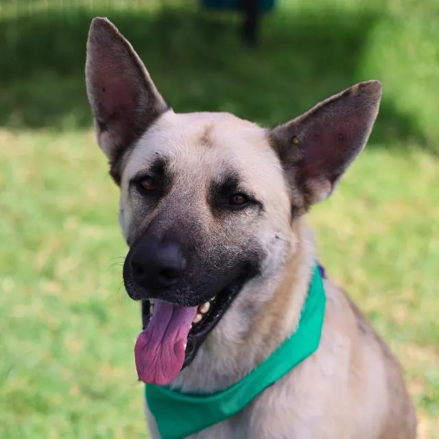 An adult large-sized male German Shepherd Dog dog named Scout for adoption in San Antonio, TX