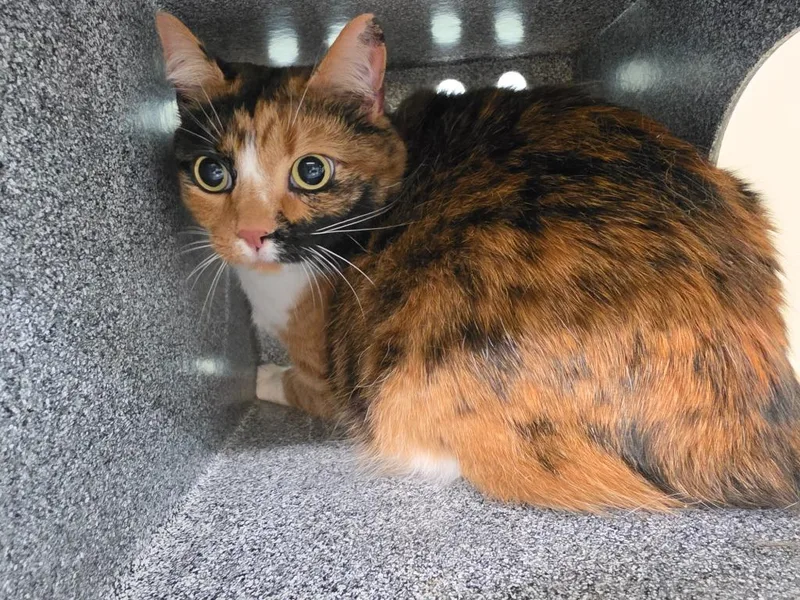 A young medium-sized female Domestic Short Hair cat named Nubbins for adoption in Athens, TN