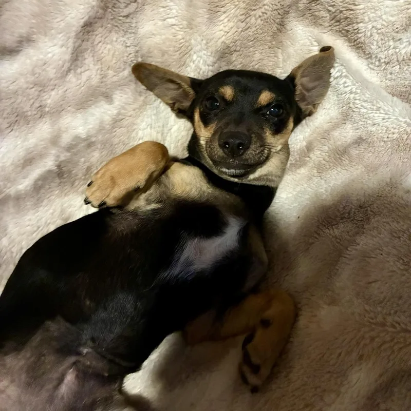 A baby small-sized female Yellow / Tan / Blond / Fawn Chiweenie dog named Coco for adoption in Pelham, NH