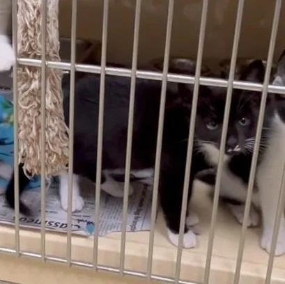 A baby medium-sized female Tuxedo cat named Maryann for adoption in Clarksville, VA