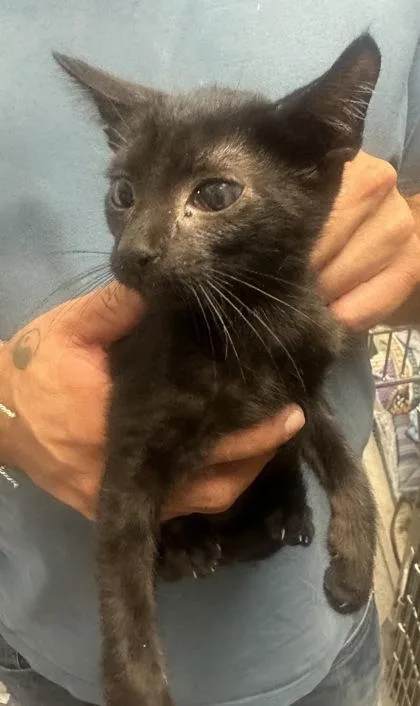 A baby small-sized male Domestic Short Hair cat named Jet for adoption in Palm Coast, FL