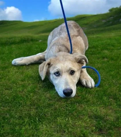 A young medium-sized female Belgian Shepherd / Malinois dog named Nala for adoption in Baldwin Park, CA