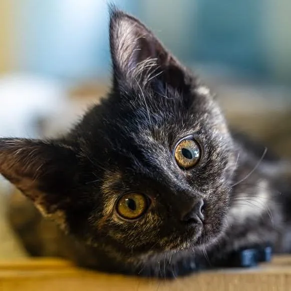 A young small-sized female Torbie Domestic Short Hair cat named Mei Mei for adoption in Decatur, GA