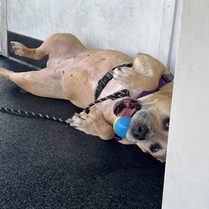 A senior large-sized female Yellow / Tan / Blond / Fawn Pit Bull Terrier dog named Jada for adoption in Ithaca, NY