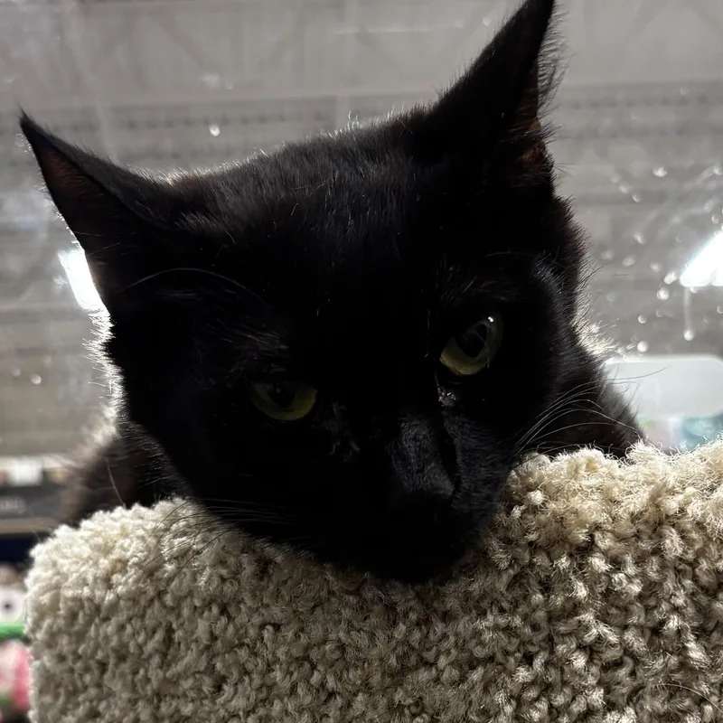 A young medium-sized female Black Domestic Short Hair cat named Savannah for adoption in Maple Shade, NJ