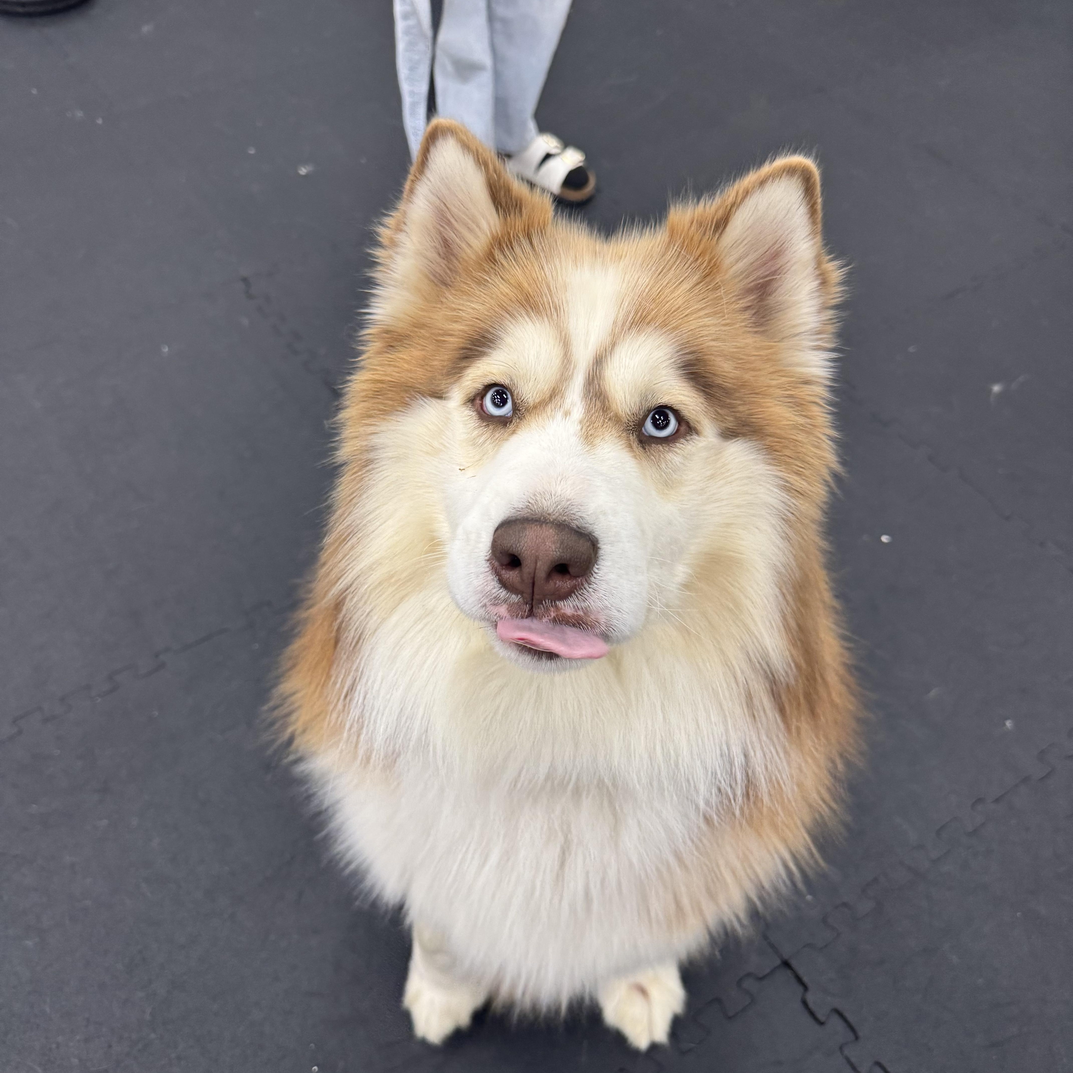 An adult large-sized male Golden Alaskan Malamute dog named Yogi for adoption in North Bend, OR