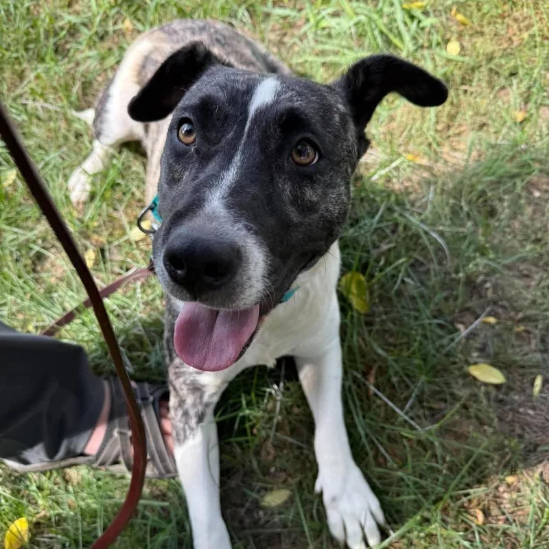 A young medium-sized female Basset Hound dog named Penny for adoption in Brainerd, MN