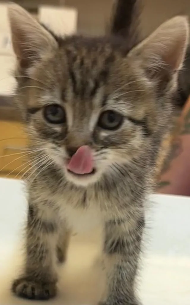 A baby small-sized female Domestic Short Hair cat named Matilda for adoption in Elizabethton, TN