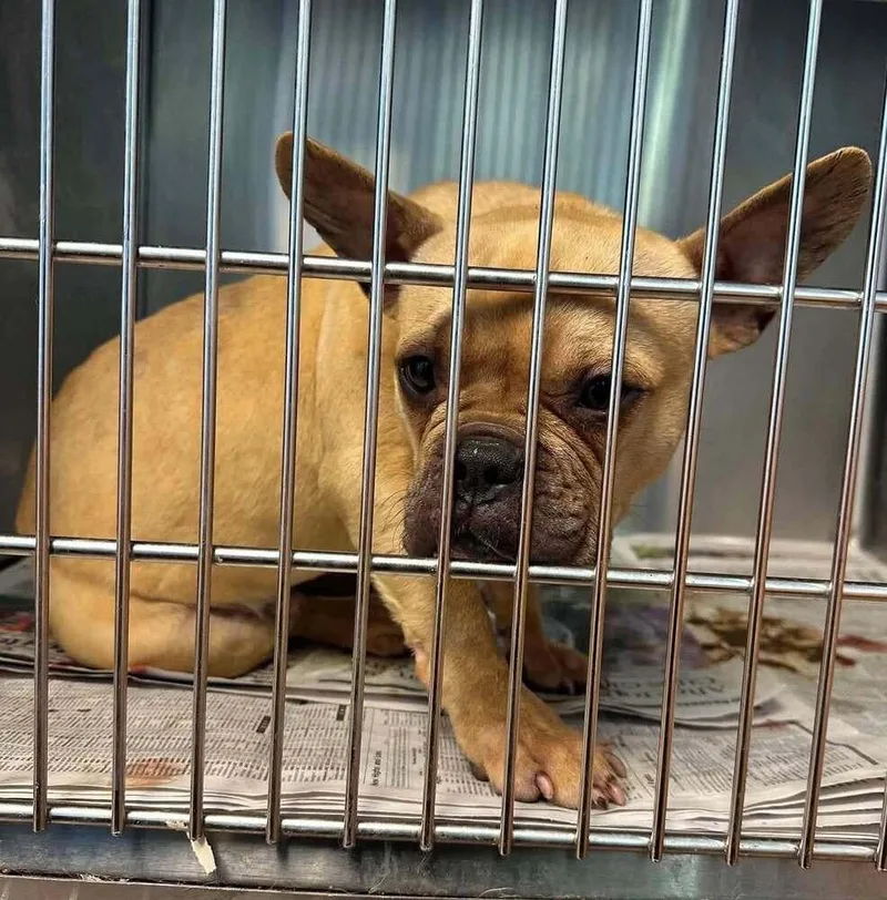 A young medium-sized male French Bulldog dog named Oliver for adoption in New York, NY