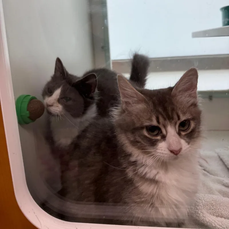 A baby small-sized female Gray / Blue / Silver Domestic Short Hair cat named Zap for adoption in Branford, CT