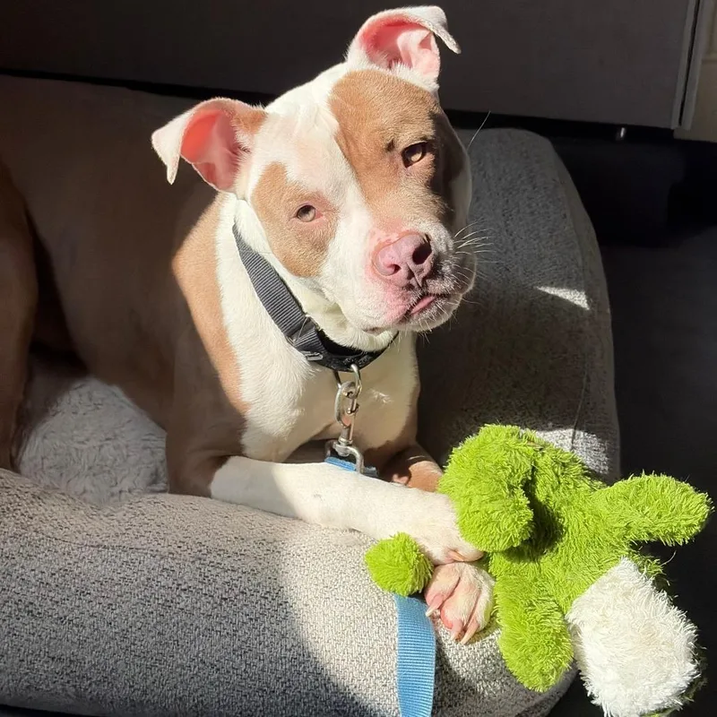 An adult large-sized male White / Cream Pit Bull Terrier dog named Cash for adoption in Charlottesville, VA