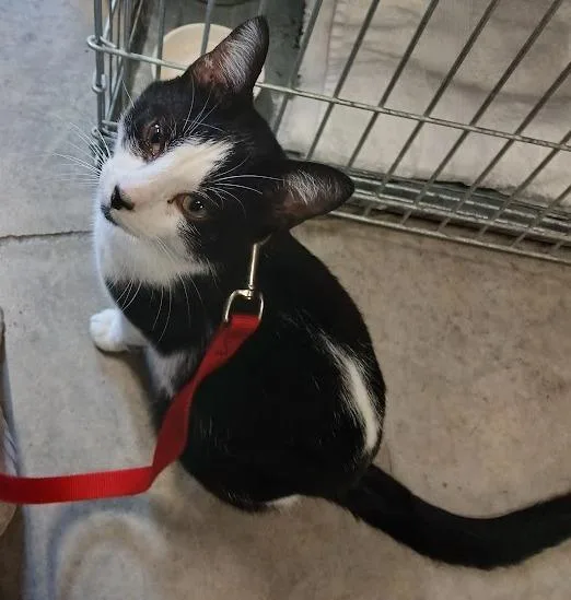 A young medium-sized male Domestic Short Hair cat named Pepe for adoption in Auburn, IN
