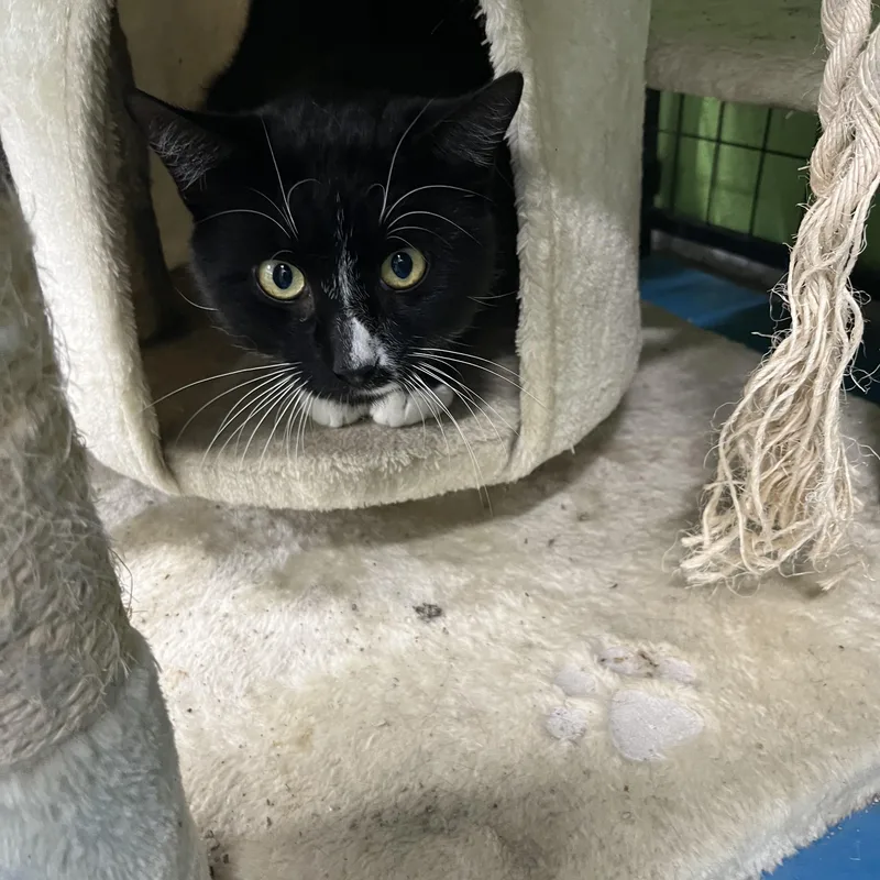A young medium-sized male Black & White / Tuxedo Tabby cat named Hijack for adoption in Pompton Plains, NJ