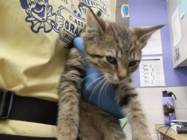 A baby small-sized male Domestic Short Hair cat named Optimus Prime for adoption in Omaha, NE